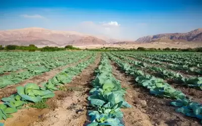 وزير الزراعة: الموافقة على 15 شركة