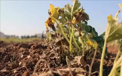 البيئة تطلق خطة لمواجهة التغير المناخي