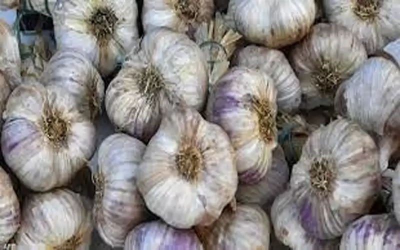 حكومة الخصاونة: سنحقق اكتفاء ذاتيا من