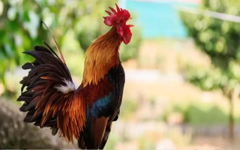 ديك ألماني امام القضاء