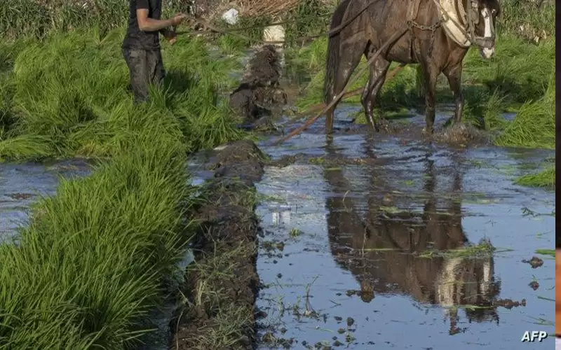 مصر.. مصرع 4 أشقاء خلال ري