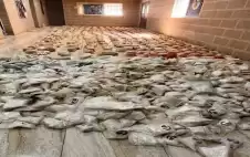 صحيفة نيسان ـ ضبط نصف طن حشيش ومليوني حبة
