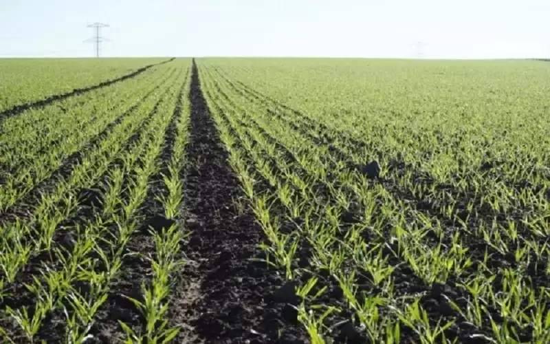 إعفاءات للمزارعين الراغبين بإغلاق ديونهم