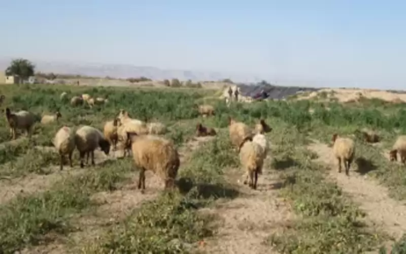 منظمة الأغذية: الأردن لم يواجه مشاكل