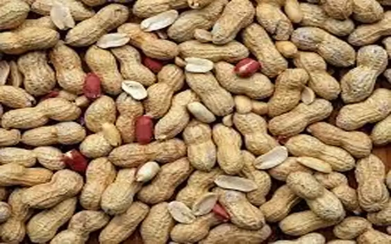 الفول السوداني.. الحل الأمثل لفقدان الوزن