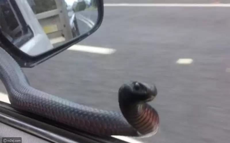 فتاة تعثر على أفعى داخل مركبتها