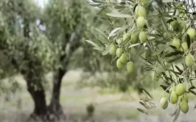 وزارة الزراعة: توقع بزيادة إنتاج ثمار