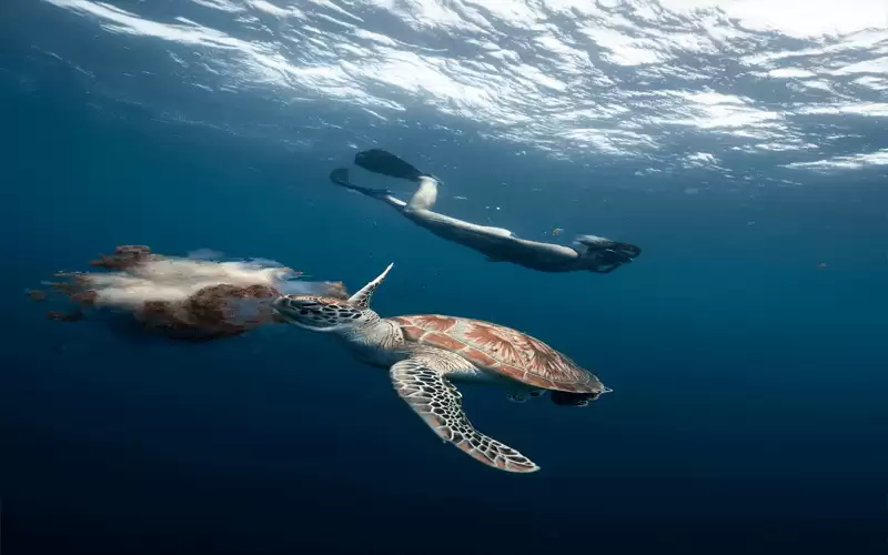 جزر المالديف .. .مسرح التهام سلحفاة