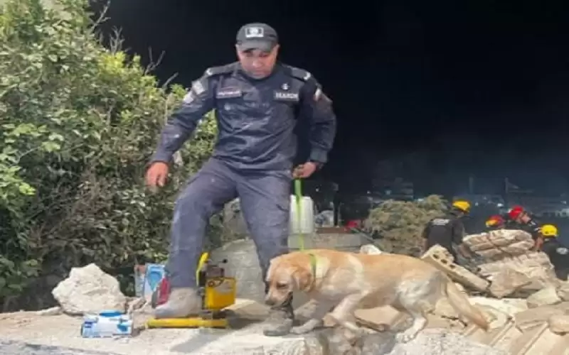 استخدام الكلاب للبحث عن المصابين في