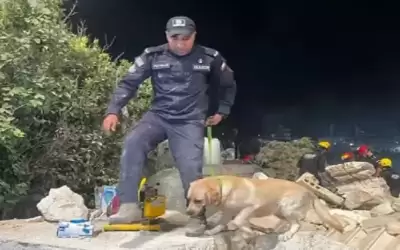 استخدام الكلاب للبحث عن المصابين في