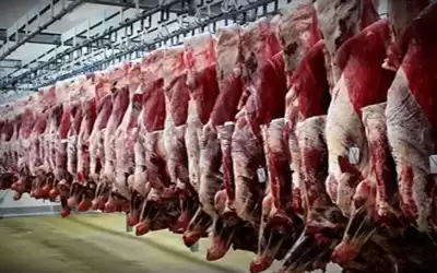 استمرار انخفاض أسعار اللحوم الحمراء في