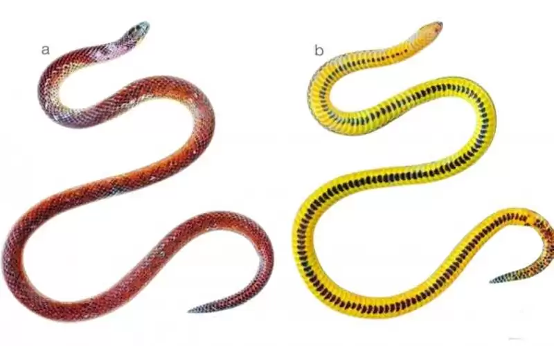 العثور على ثعابين مهددة بالانقراض في