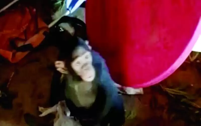 عصابة تختطف 3 قرود من محمية