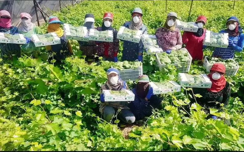 الأغوار:وفاة مزارعة تجدد المطالبة بإنصاف العاملات