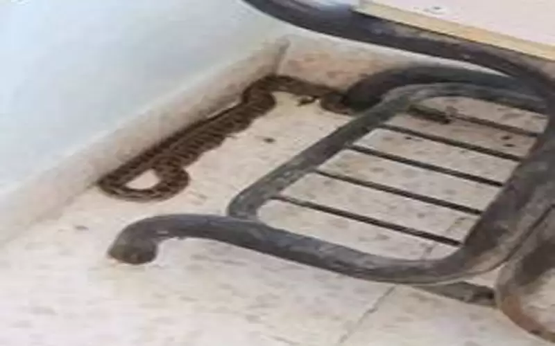 بسبب الأفاعي.. تعليق دوام مدرسة بعمان