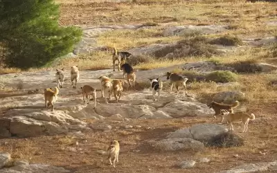 رميا بالرصاص لكلاب ضالة في معان