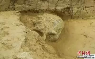 العثور على جمجمة بشرية تعود إلى