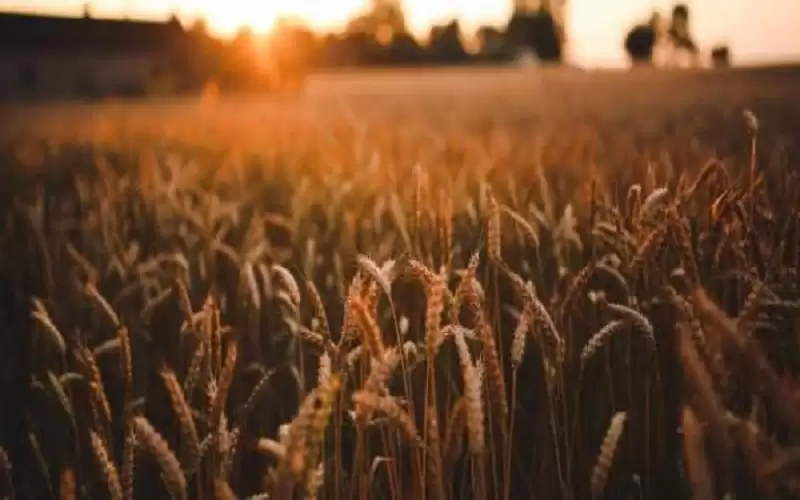 العوران: الأمن الغذائي في ظل التغير