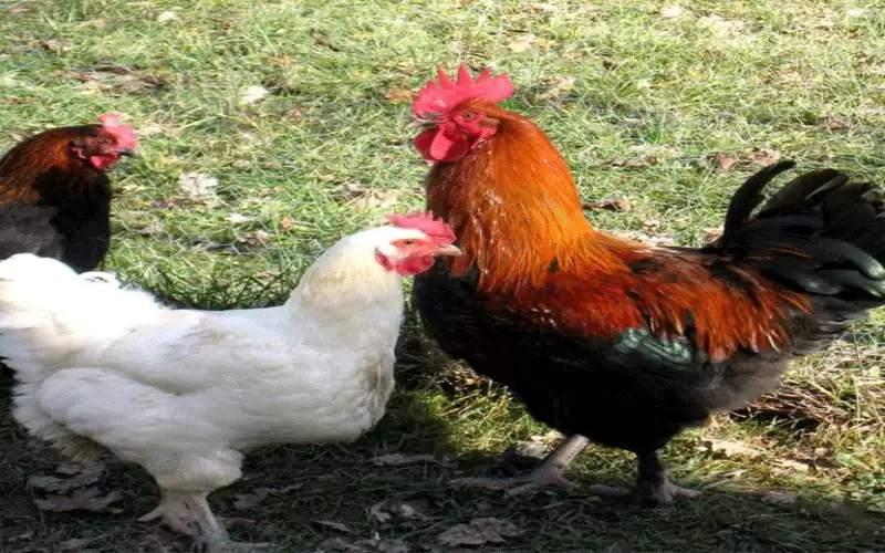 لبنان.. رجل يطلق النار على طفل