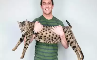 دخل موسوعة غينيس .. أطول قط