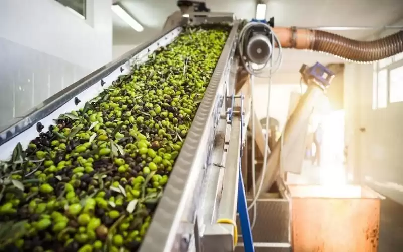 تثبيت أسعار عصر الزيتون بالاردن