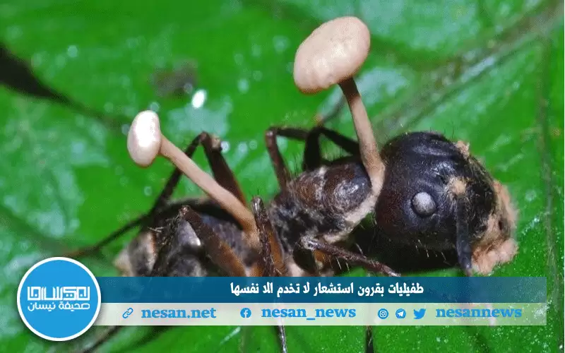 طفيليات بقرون استشعار لا تخدم إلا