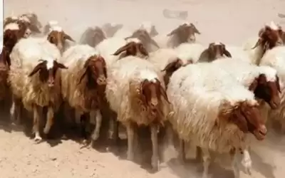 الزراعة: ايقاف الدعم لمن لا يتجاوب