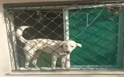 هجوم جديد للكلاب الضالة على عائلة