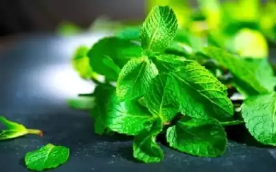 أعشاب مهدئة للمعدة
