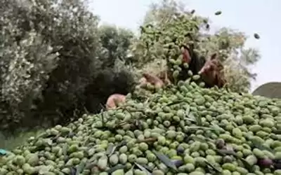 الافتاء توضح حكم جمع الزيتون المتساقط