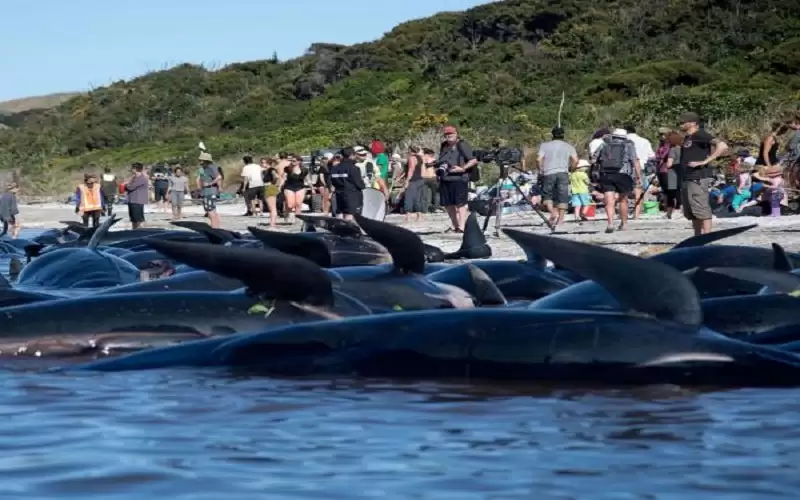 جنوح ثاني سرب من الحيتان في