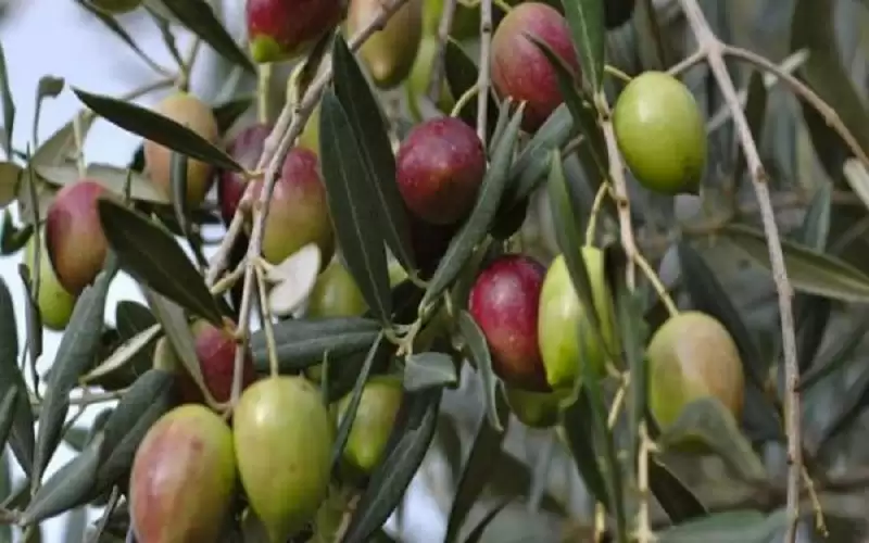 وزير الزراعة: موسم الزيتون لهذا العام