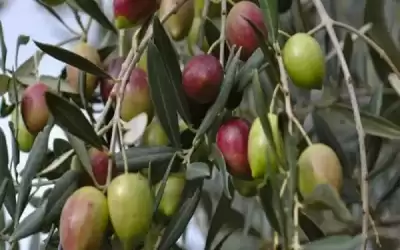 وزير الزراعة: موسم الزيتون لهذا العام