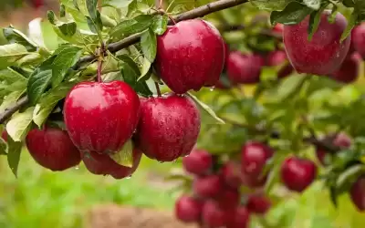 فتح باب استيراد التفاح منتصف الشهر