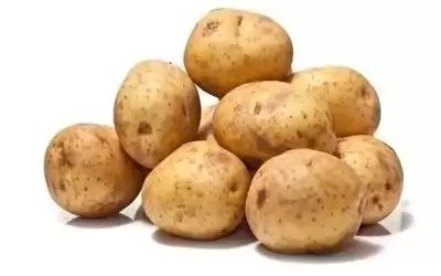 مضاد حيوي جديد من بكتريا البطاطا