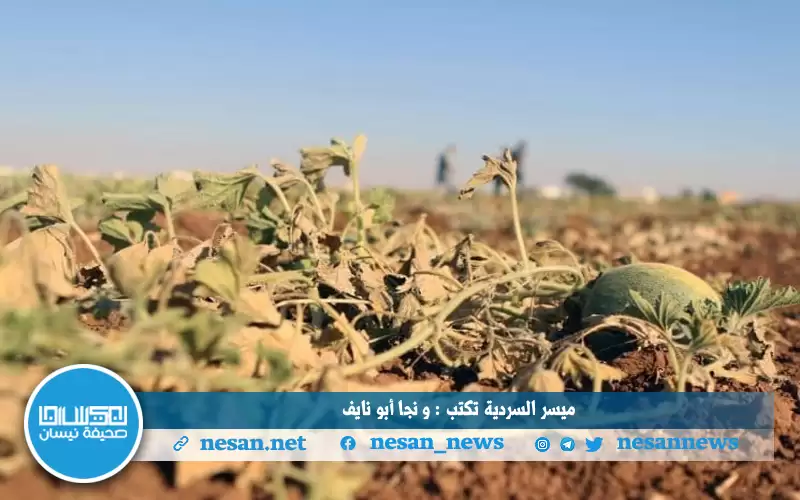 ميسر السردية تكتب: ونجا أبو نايف