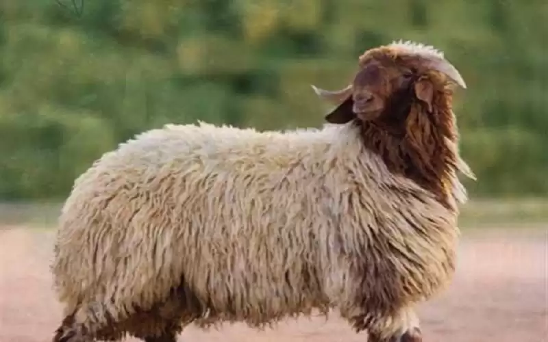 المفرق تصدر 472 ألف رأس من