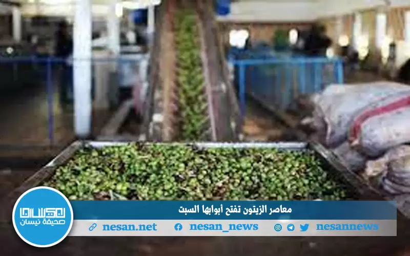 معاصر الزيتون تفتح أبوابها السبت