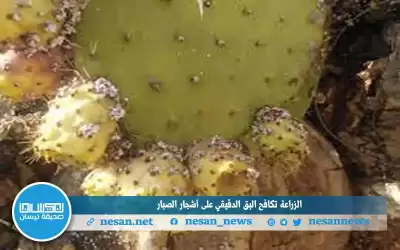 حملة لمكافحة البق الدقيقي في الطيبة