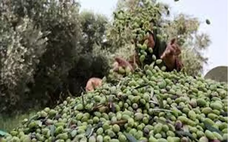 المجالي: موسم الزيتون سيكون الأفضل منذ