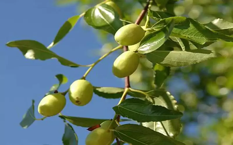 فوائد أوراق شجر السدر لحب الشباب