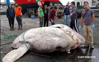 حققت رقما قياسيا عالميا جديدا ..