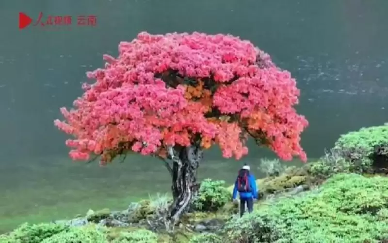 من عجائب الطبيعة .. شجرة بأوراق