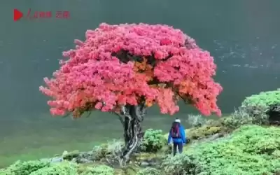 من عجائب الطبيعة .. شجرة بأوراق