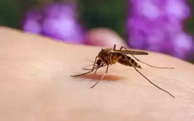 ما سبب انجذاب البعوض لأشخاص معينين