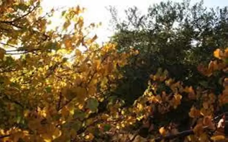 أجواء خريفية لطيفة نهارا وباردة ليلا