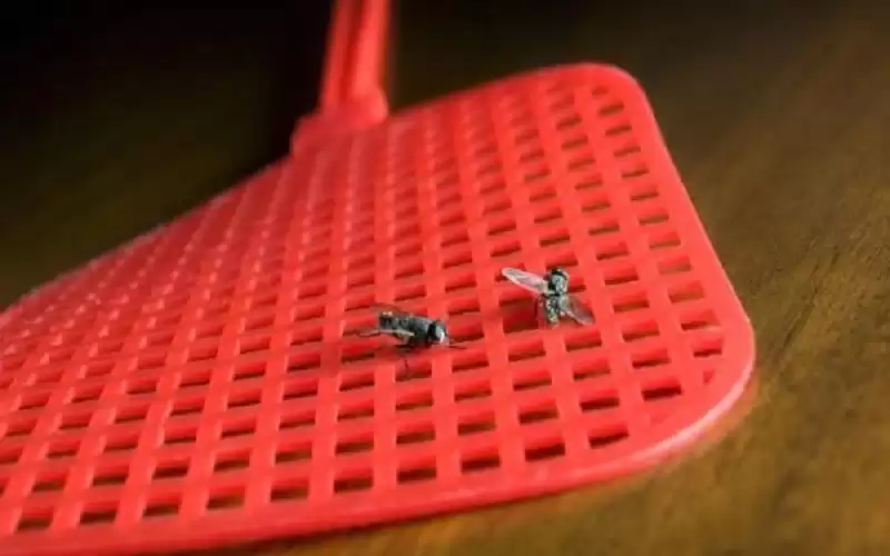 الزراعة تخفض أعداد الذباب في الأغوار