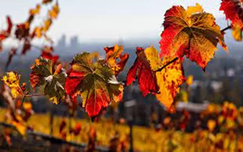 أجواء خريفية لطيفة الحرارة