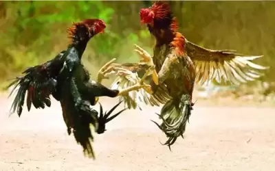 مصارعة الديكة .. معارك تدر ذهبا