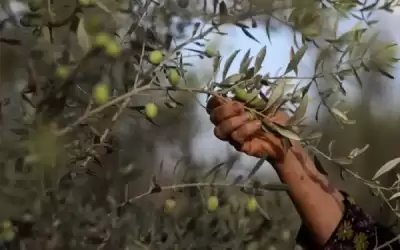 موسم الزيتون .. مزارعون يعلقون آمالهم